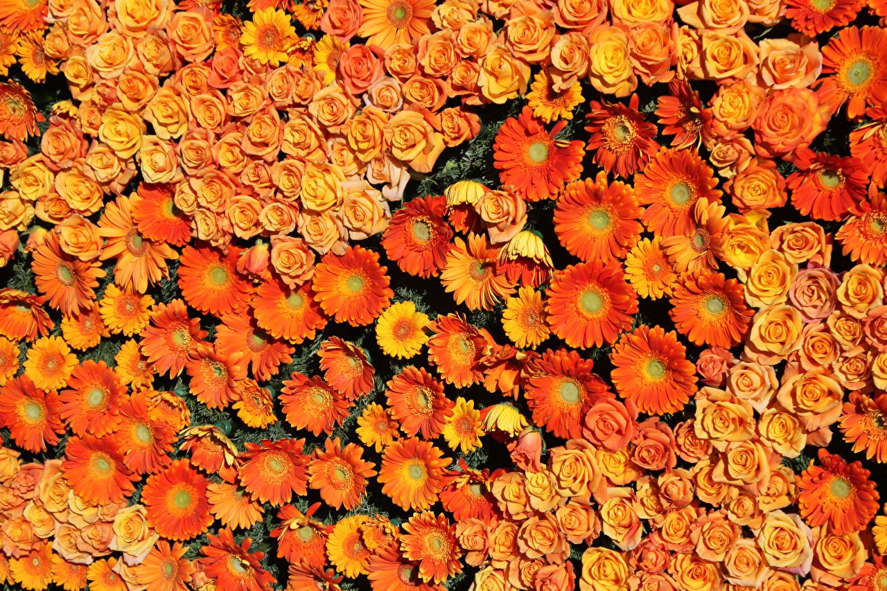 Fondo de pantalla de  1280x853
