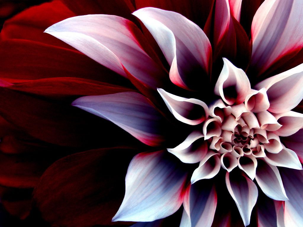 Fondo de pantalla de  1024x768