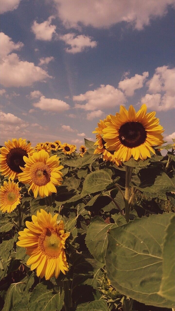 Pin de Adriana en Adriana // amarillo en 2019 | Fondo de pantalla de girasol