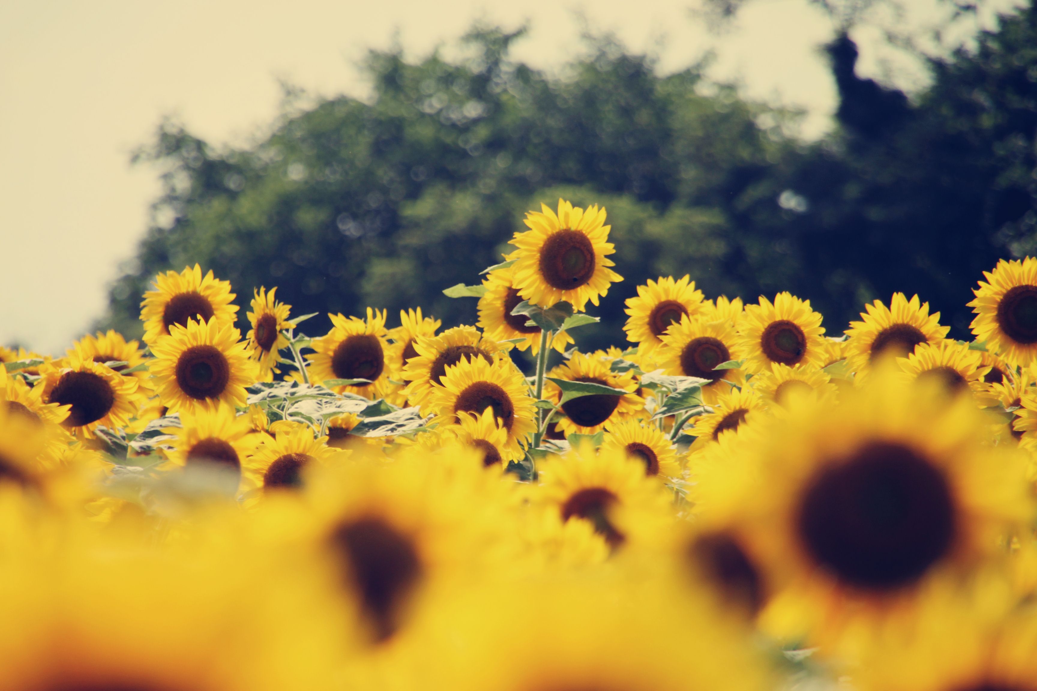 Fondos de girasol 1080p # 63N8PI7 - 4USkY