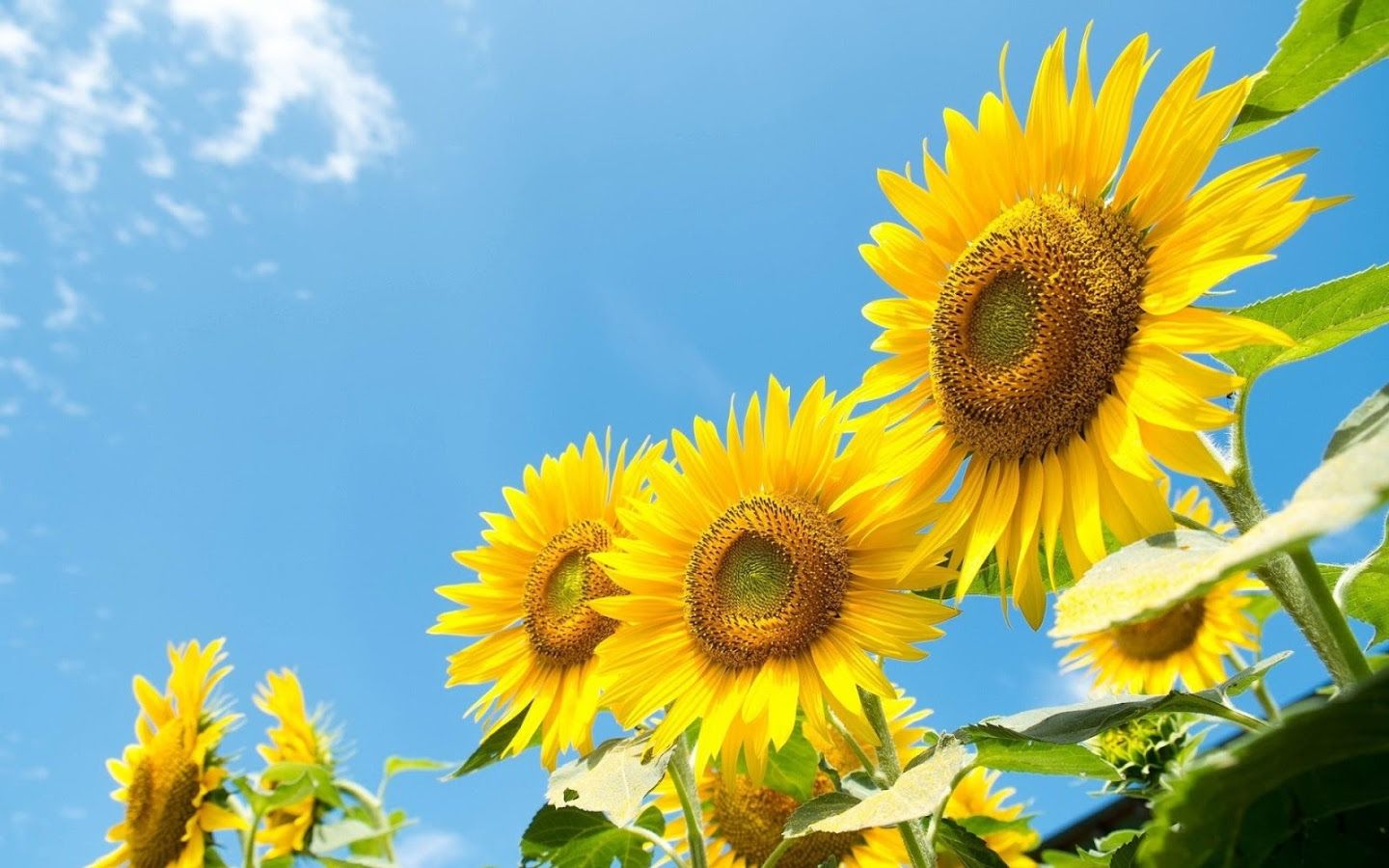Descarga gratuita de imágenes coloridas, 24 fondos de pantalla panorámica de girasol