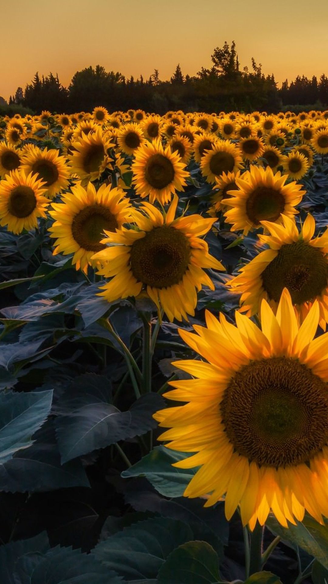 Fondos de iPhone de girasol - Los mejores fondos de iPhone de girasol gratis