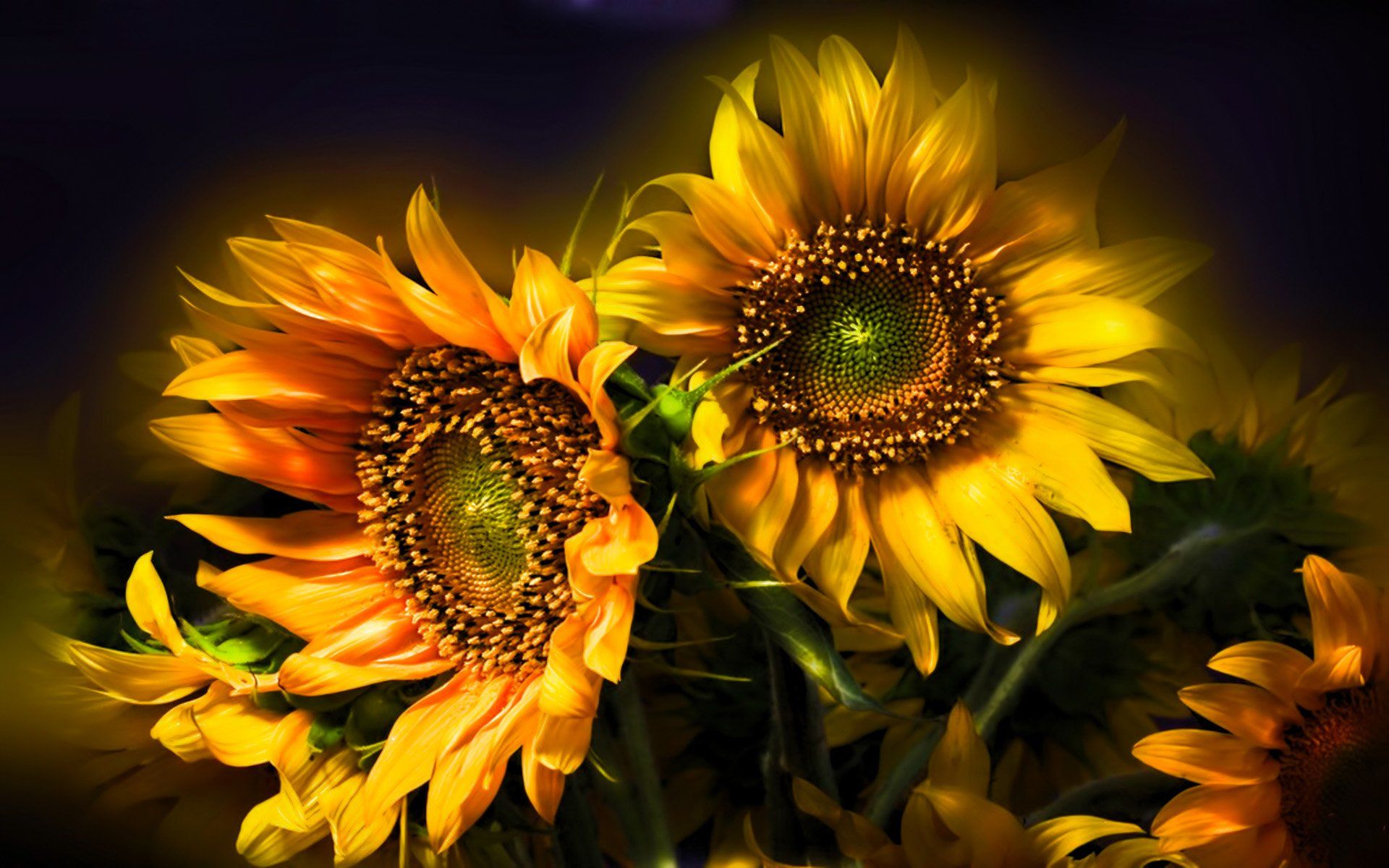 453 fondos de pantalla de girasol HD | Imágenes de fondo