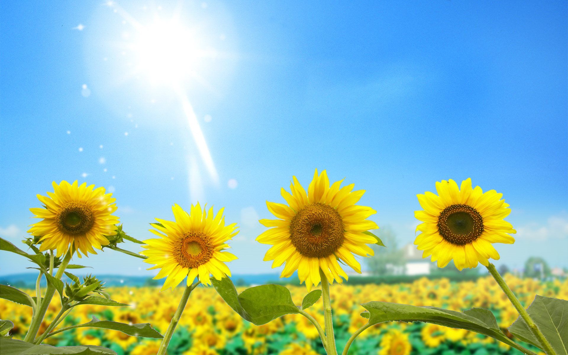 Sunflower Wallpapers HD
