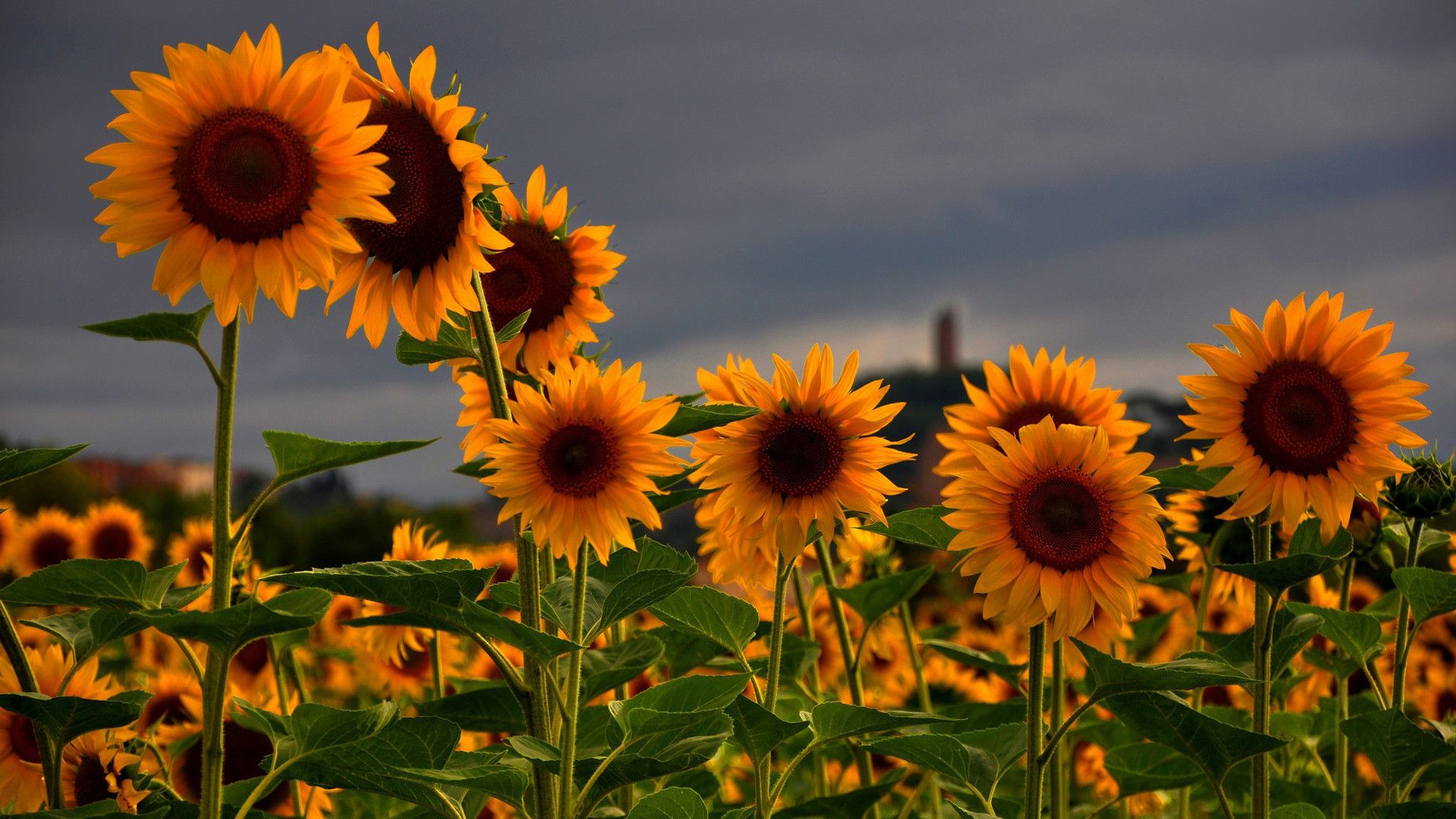 Más de 66 fondos de pantalla de Girasoles