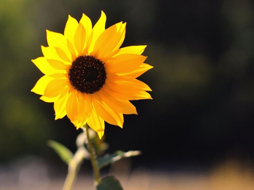 Fondo de pantalla de girasol 19 - 1920 X 1080 | stmed.net