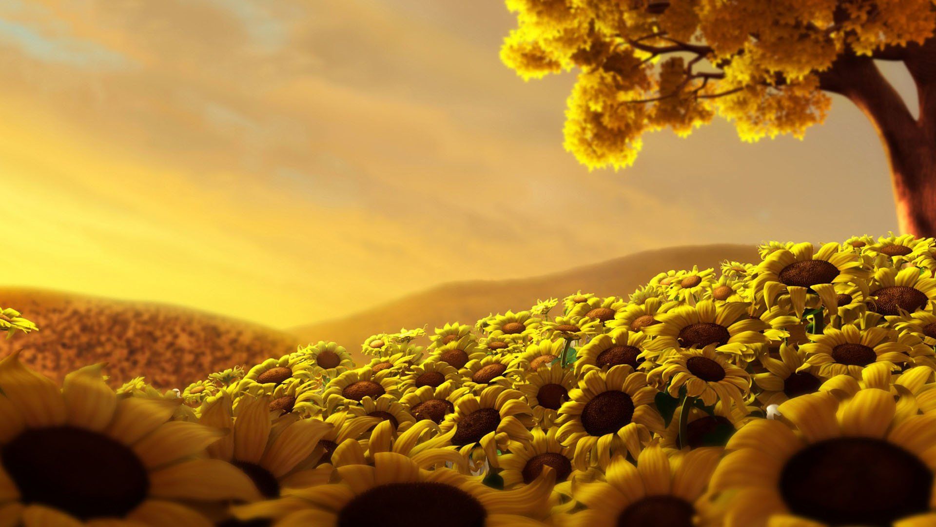 453 fondos de pantalla de girasol HD | Imágenes de fondo