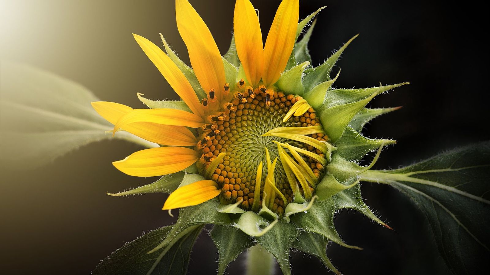 Fondos de girasol (33 imágenes) - Wallpaper Stream