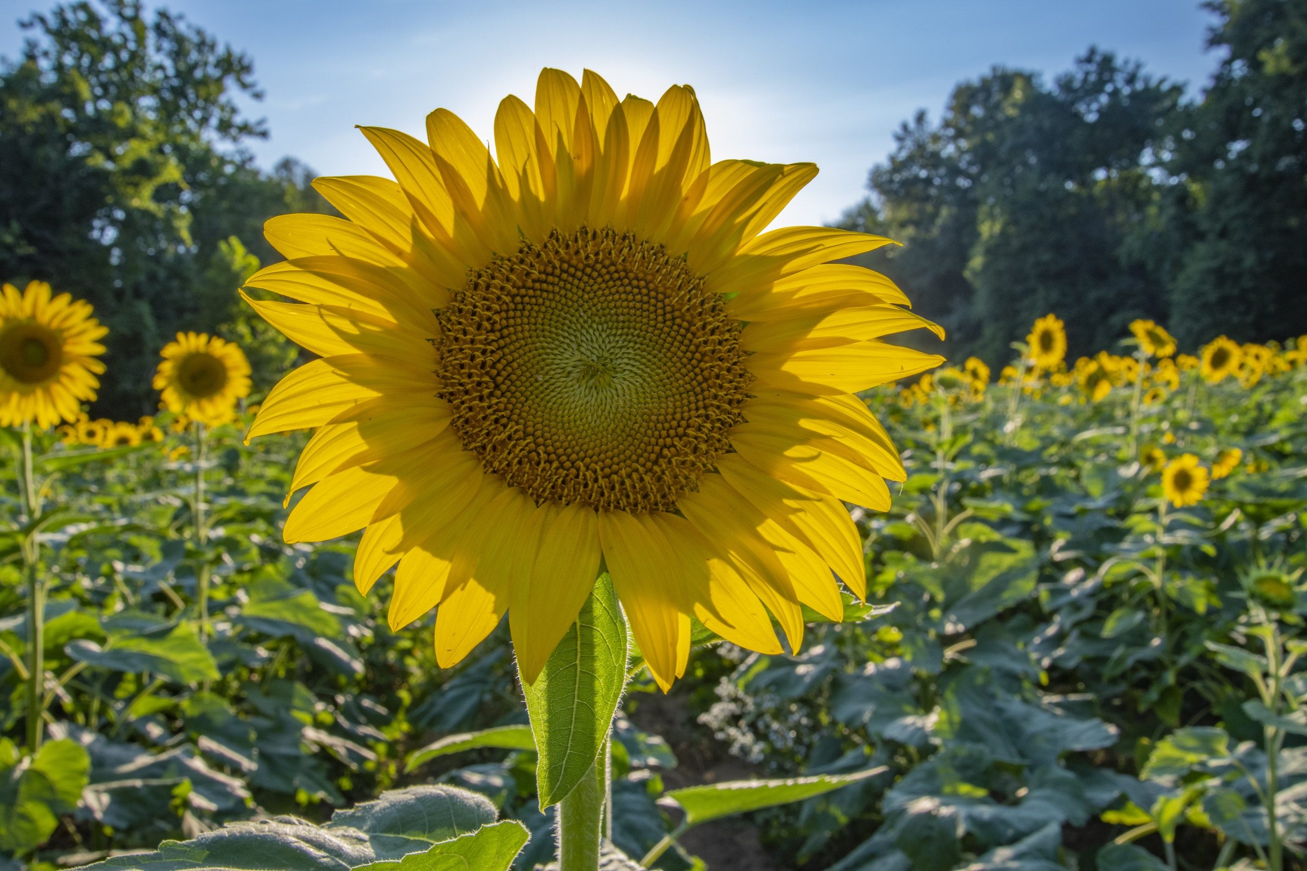 40 fondos de pantalla de girasol para descargar gratis la imagen HD