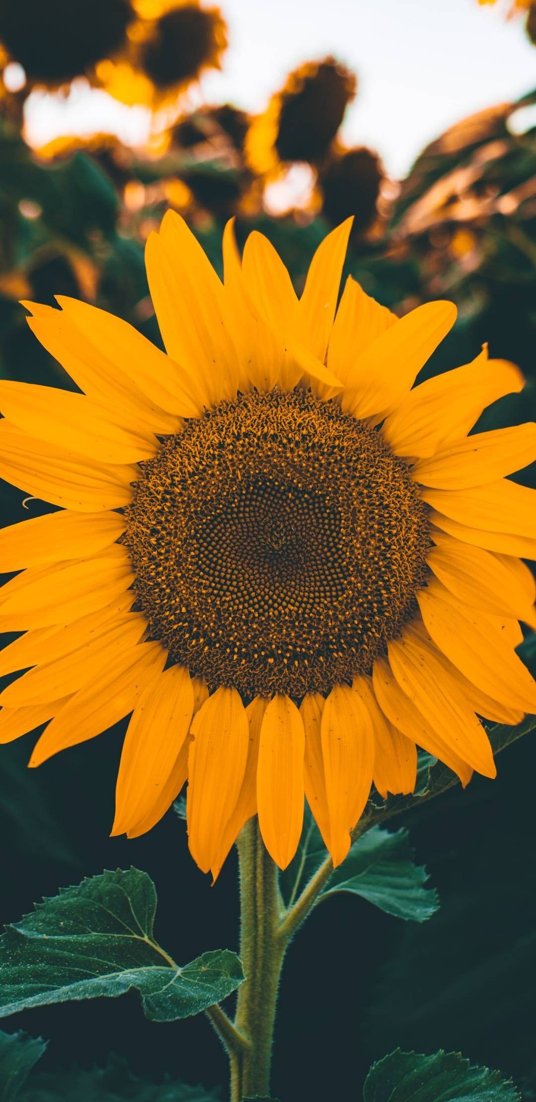 Pin de Noryonse en fondos de pantalla en 2019 | Papel pintado de girasol, frío