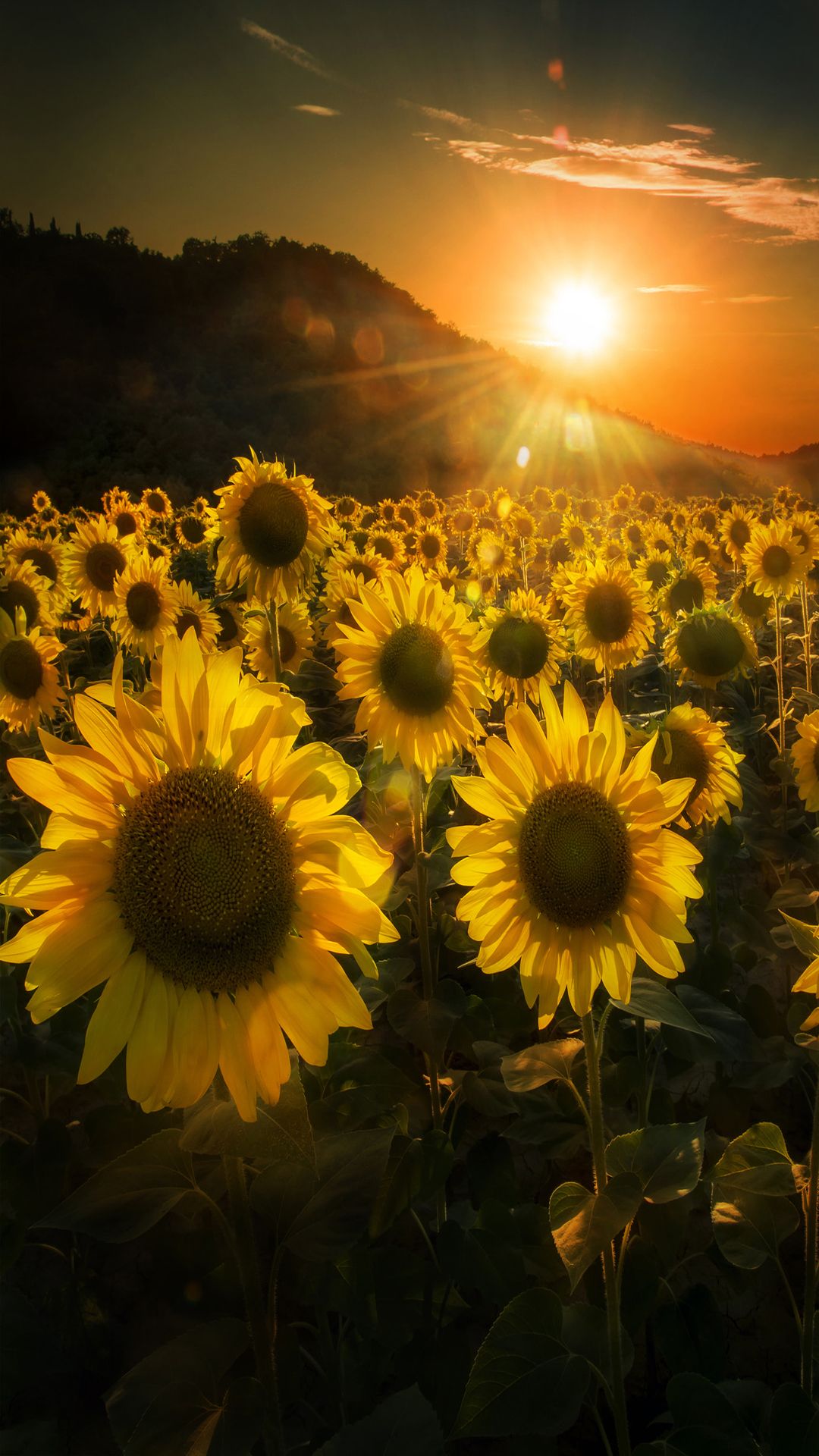Girasoles al atardecer - iPhone Fondos de pantalla