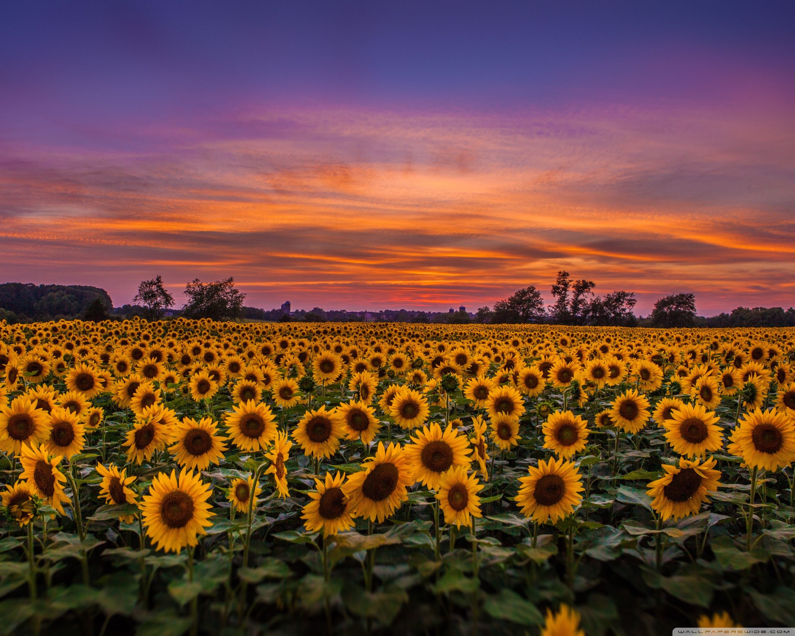 Archivo: Sunflower Wallpapers-KPYRHFH.jpg | WallpapersExpert.com