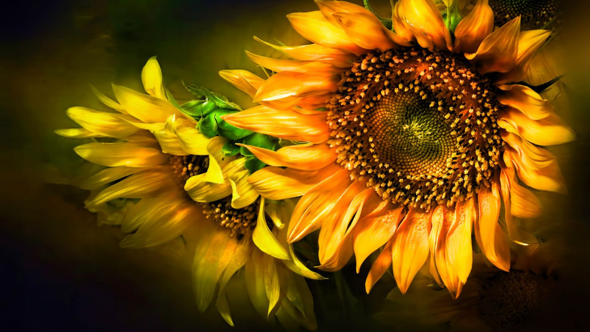 Girasol Fondo De Pantalla HD - Wallpaper Stream