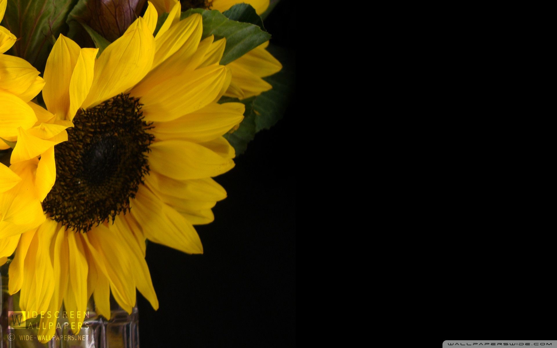 Sunflower Wallpapers Hd - Fondo de escritorio Fondo Girasoles