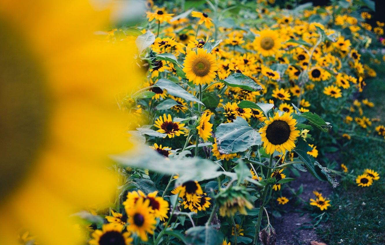 Campo de papel tapiz, hojas, girasoles, flores, naturaleza, fondo