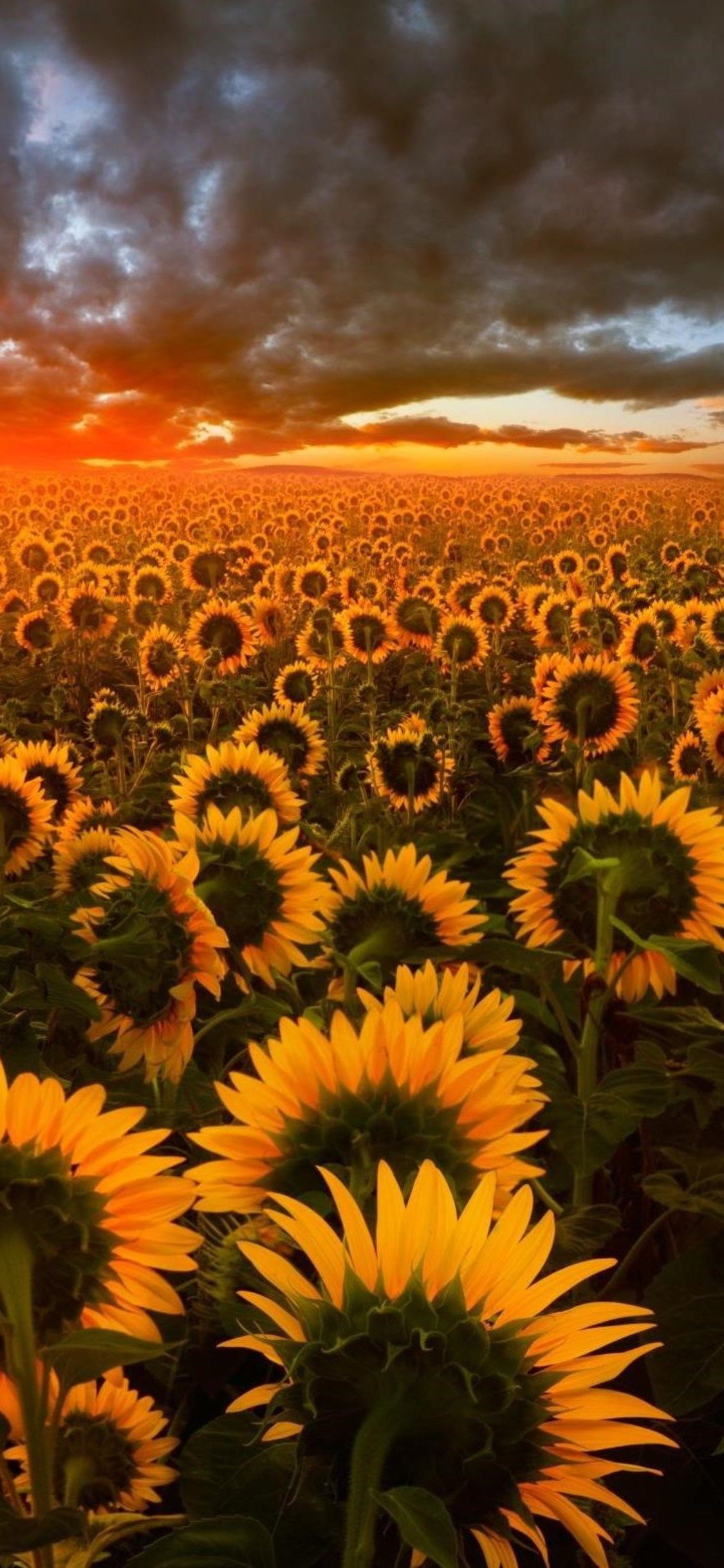 Fondos de iPhone de girasol - Los mejores fondos de iPhone de girasol gratis