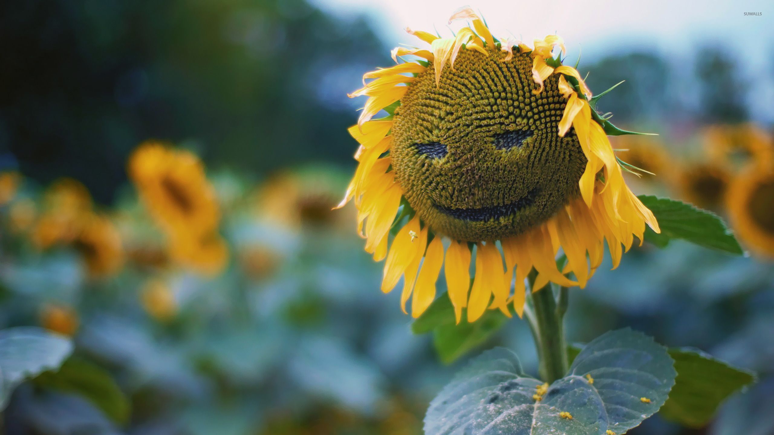 Fondo de pantalla de girasol sonriente - Fondos de pantalla de fotografía - # 18487