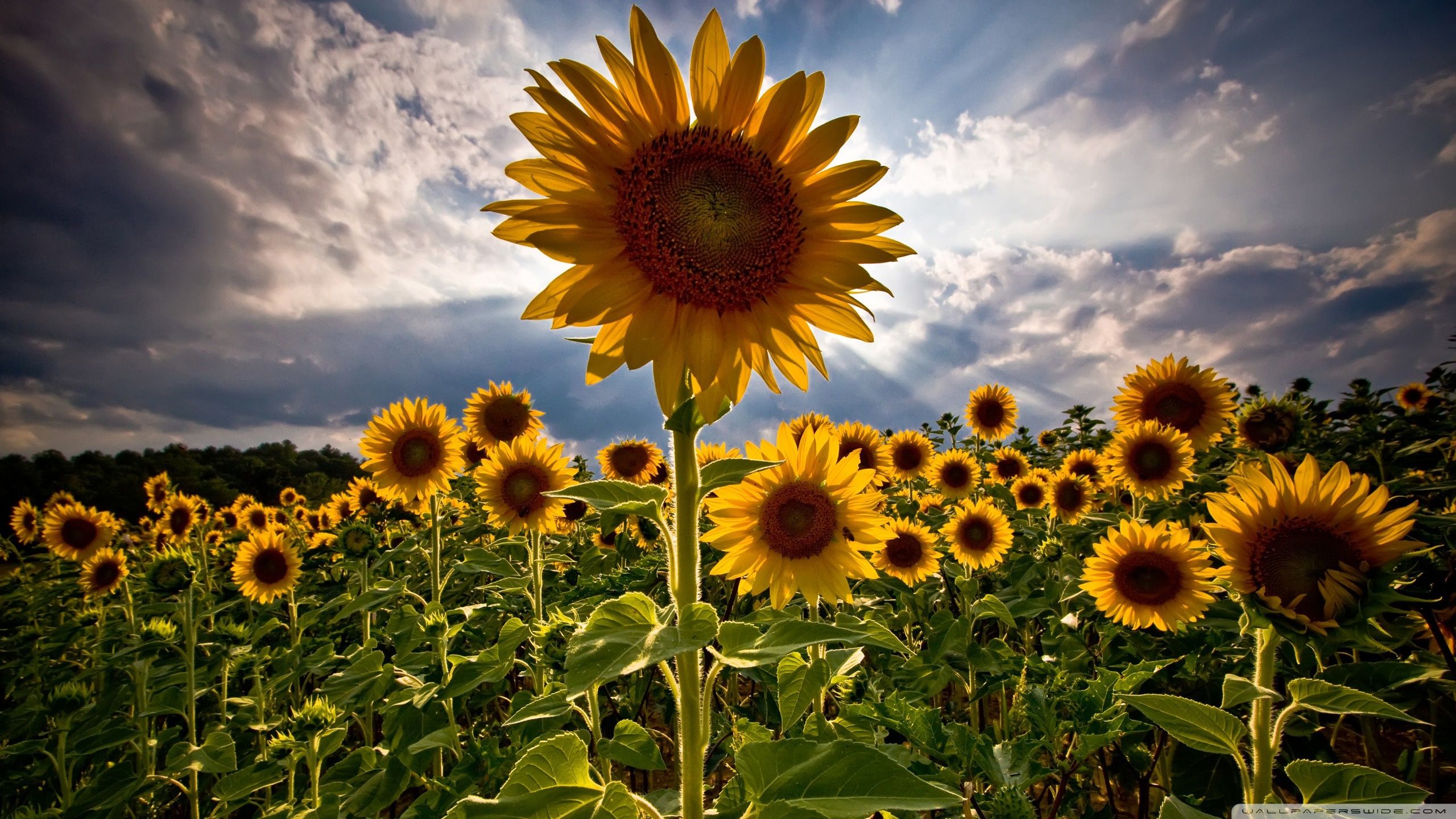 Girasoles ❤ Fondo de escritorio 4K HD para TV 4K Ultra HD • Amplio