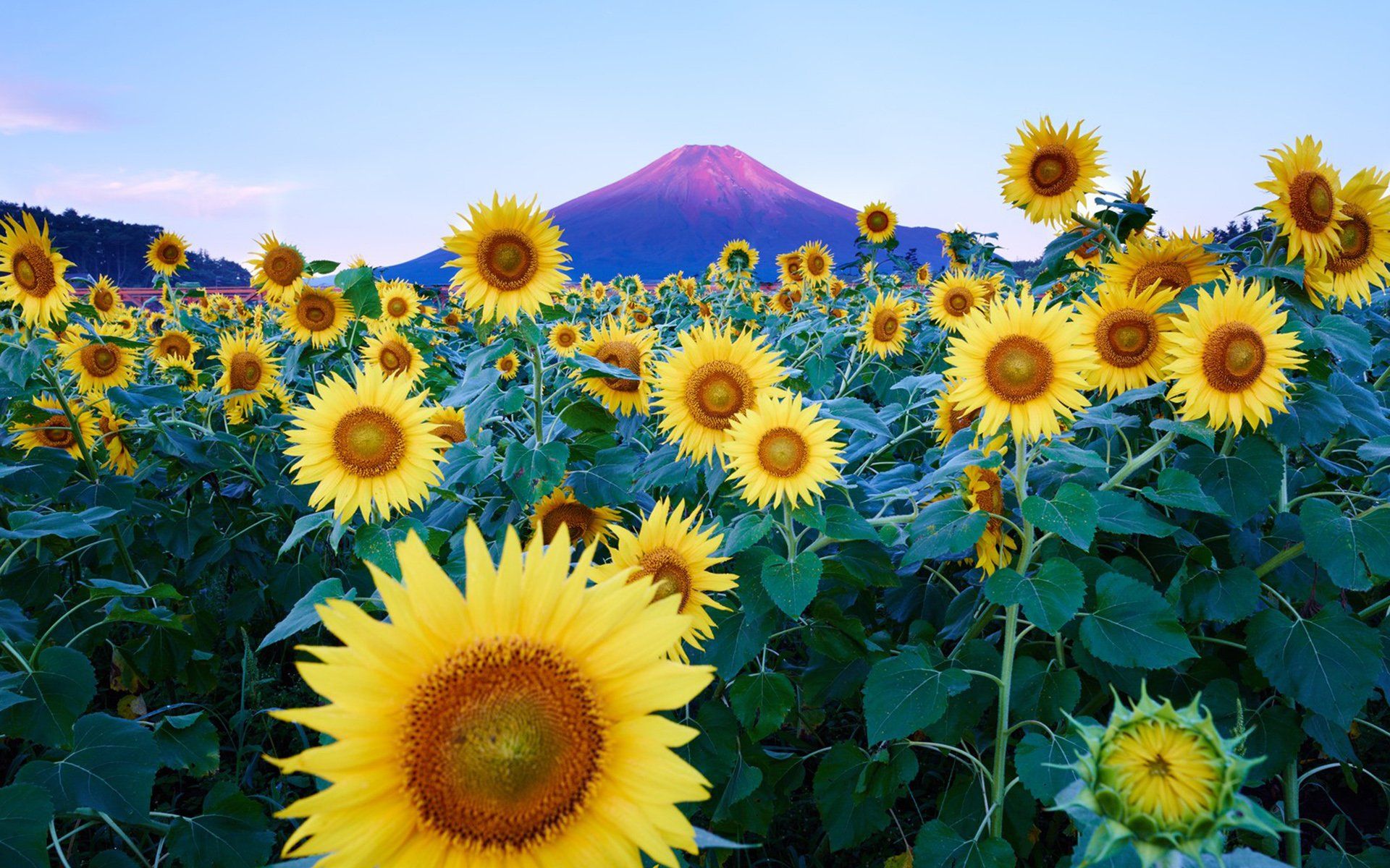 Fondo de pantalla de girasol 17 - 1920 X 1200 | stmed.net