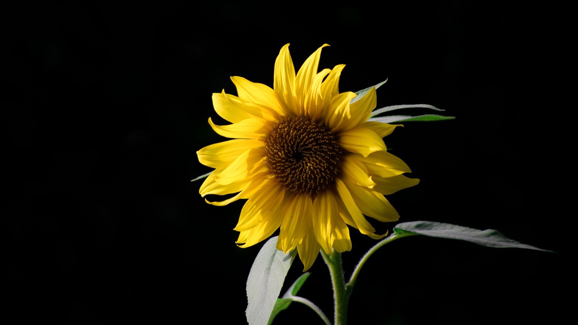 Girasol Imagen De Fondo De Pantalla - Wallpaper Stream