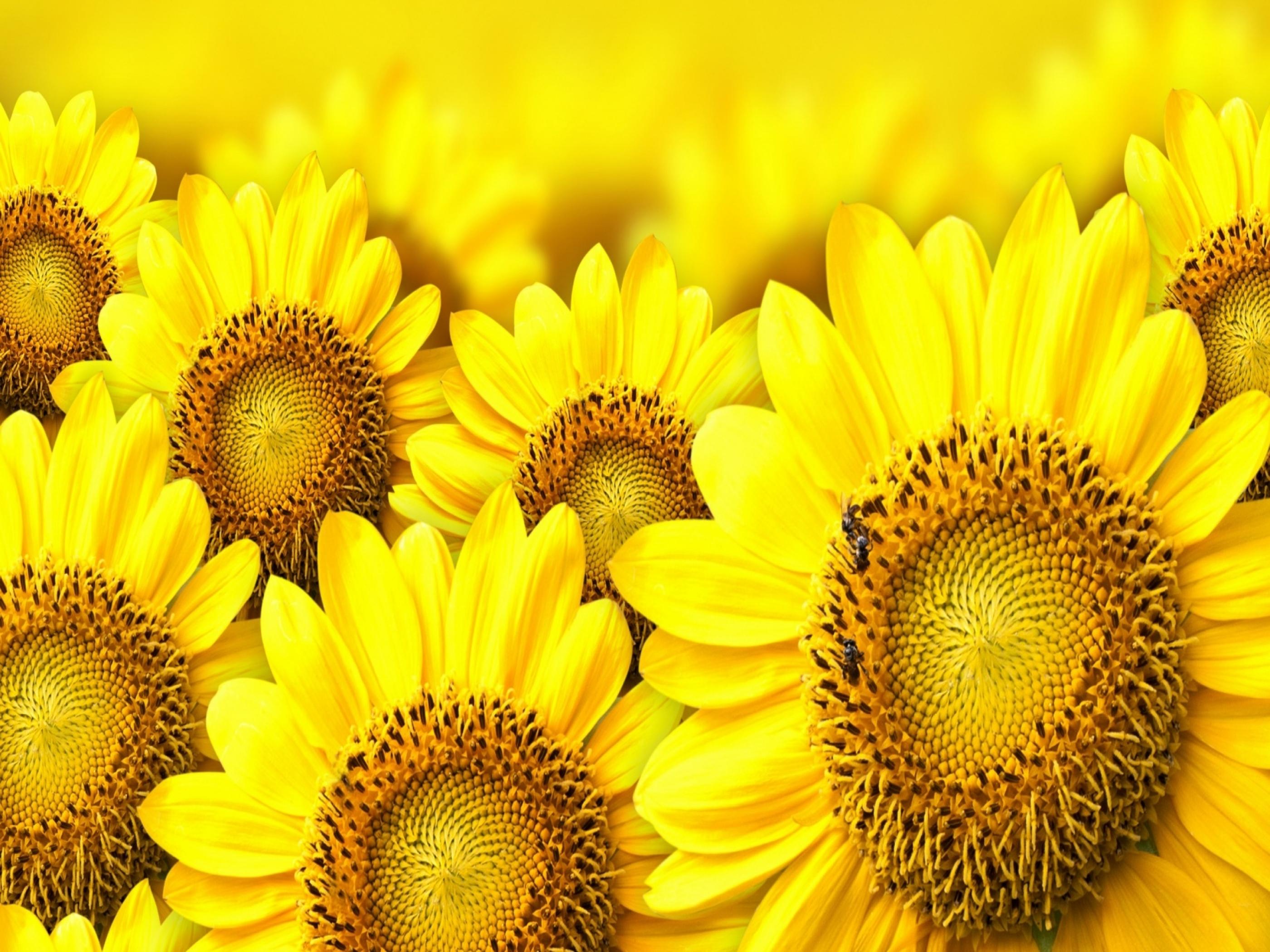 Ultra HD Fondos de girasol # PPNN987 - 4USkY