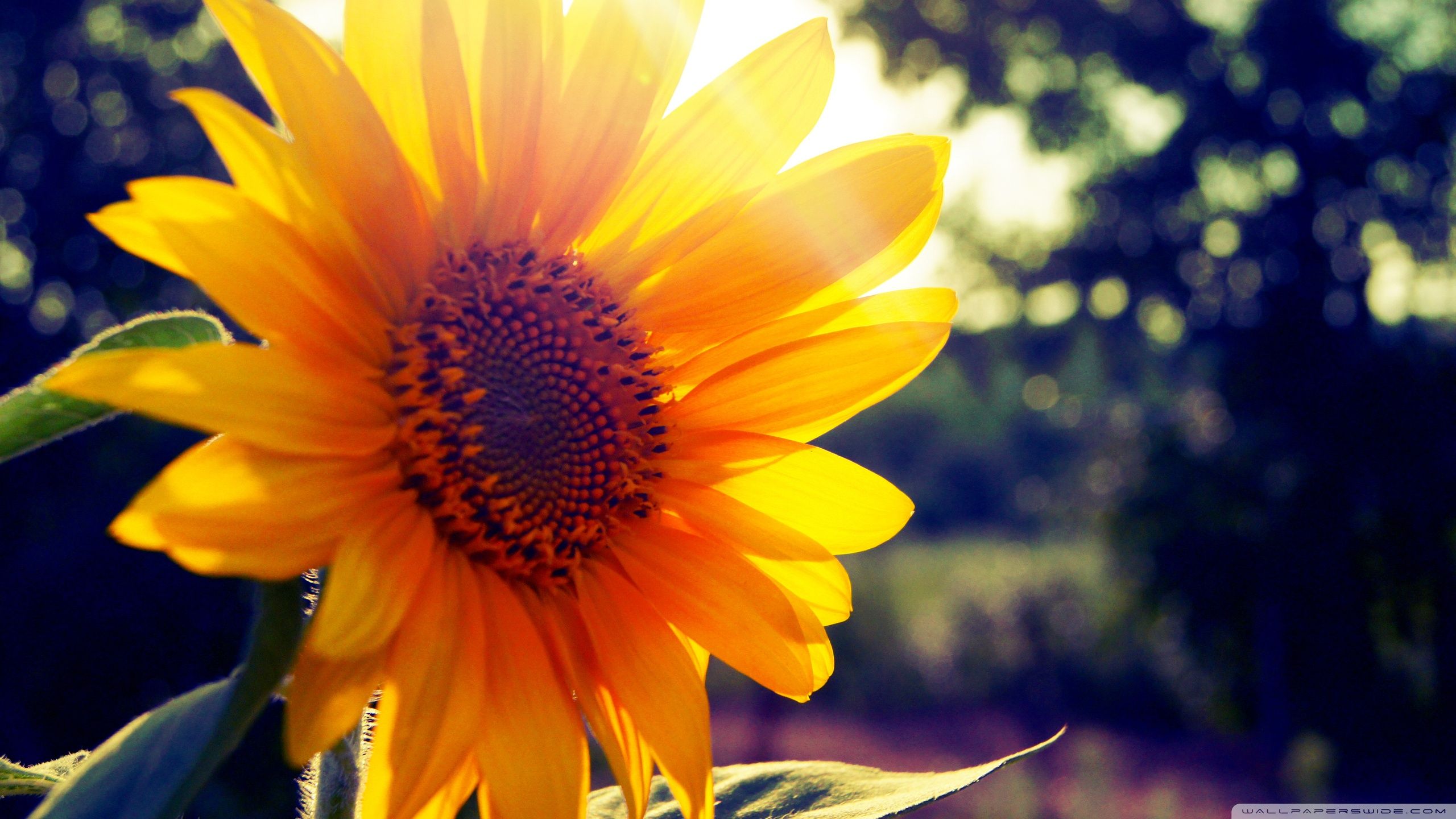 Standard - Sunflower Wallpaper Hd (# 143613) - Descargar fondo de pantalla HD