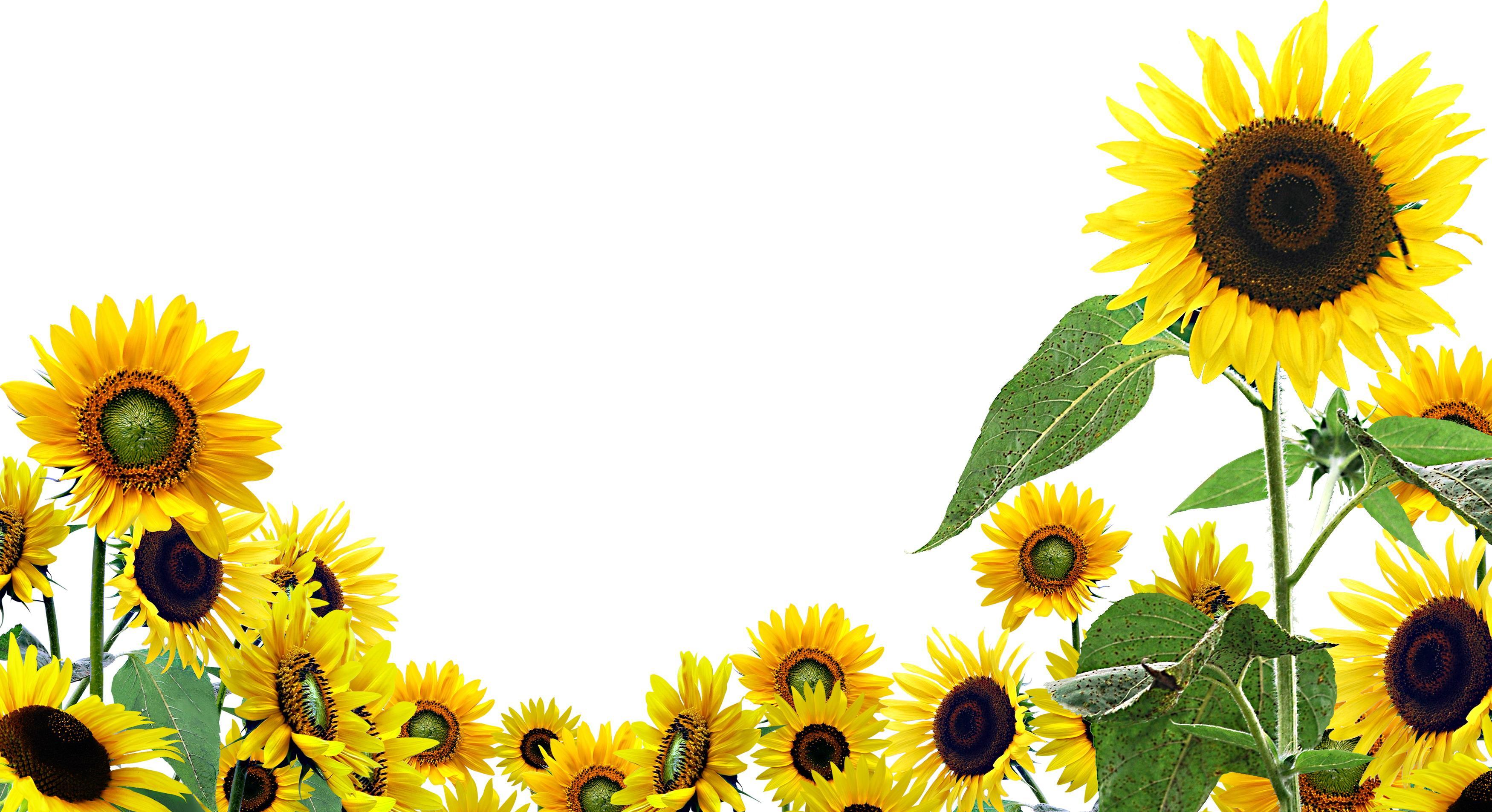 Sunflower Phone Wallpaper, descarga gratuita, (37) - cerc-ug.org