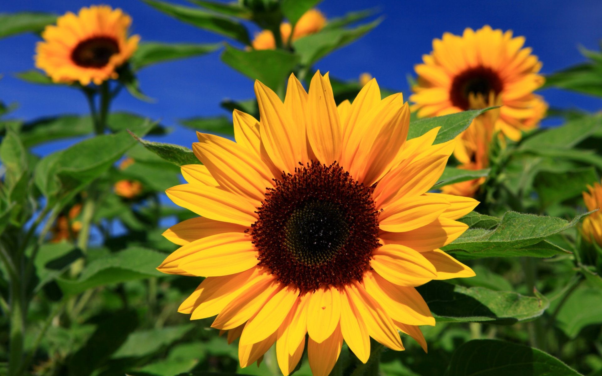 Sunflower Wallpaper Desktop Sunflower Wallpapers Images - Sun