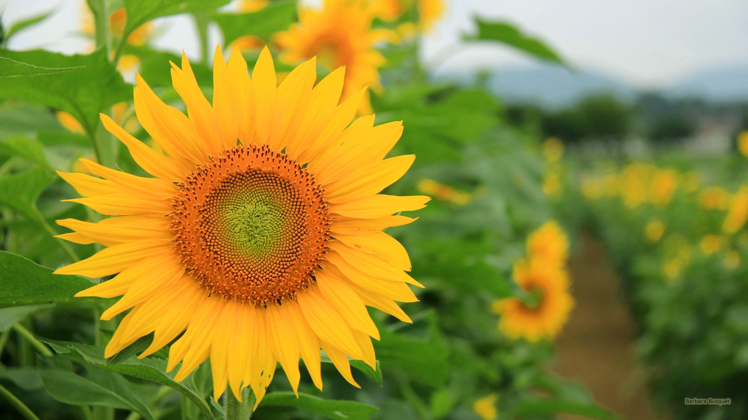 Girasoles - Barbaras HD Wallpapers