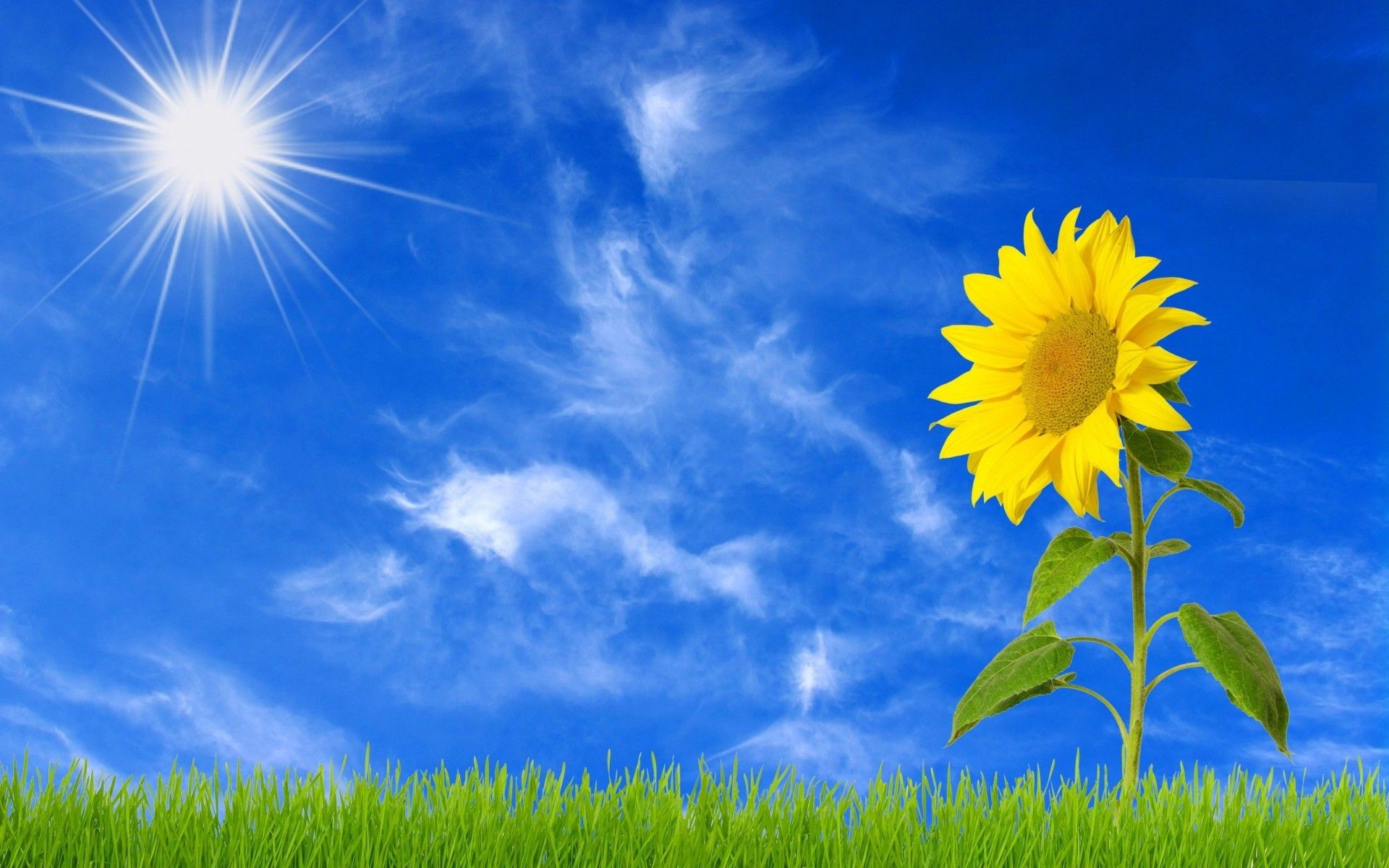 Fondos de escritorio de girasol (más de 72 imágenes de fondo)