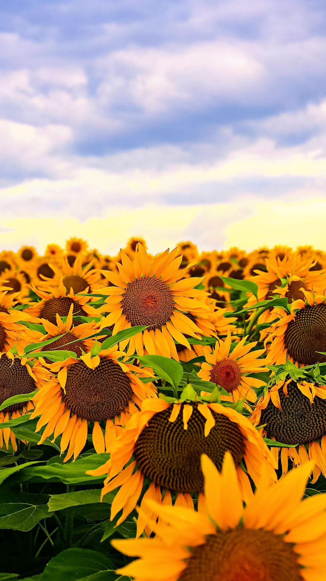 Fondos de iPhone de girasol - Los mejores fondos de iPhone de girasol gratis