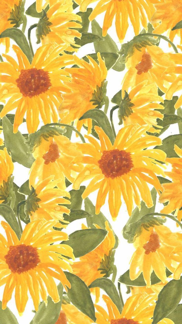 Girasol Fondos de alta resolución | Nature HD Wallpaper