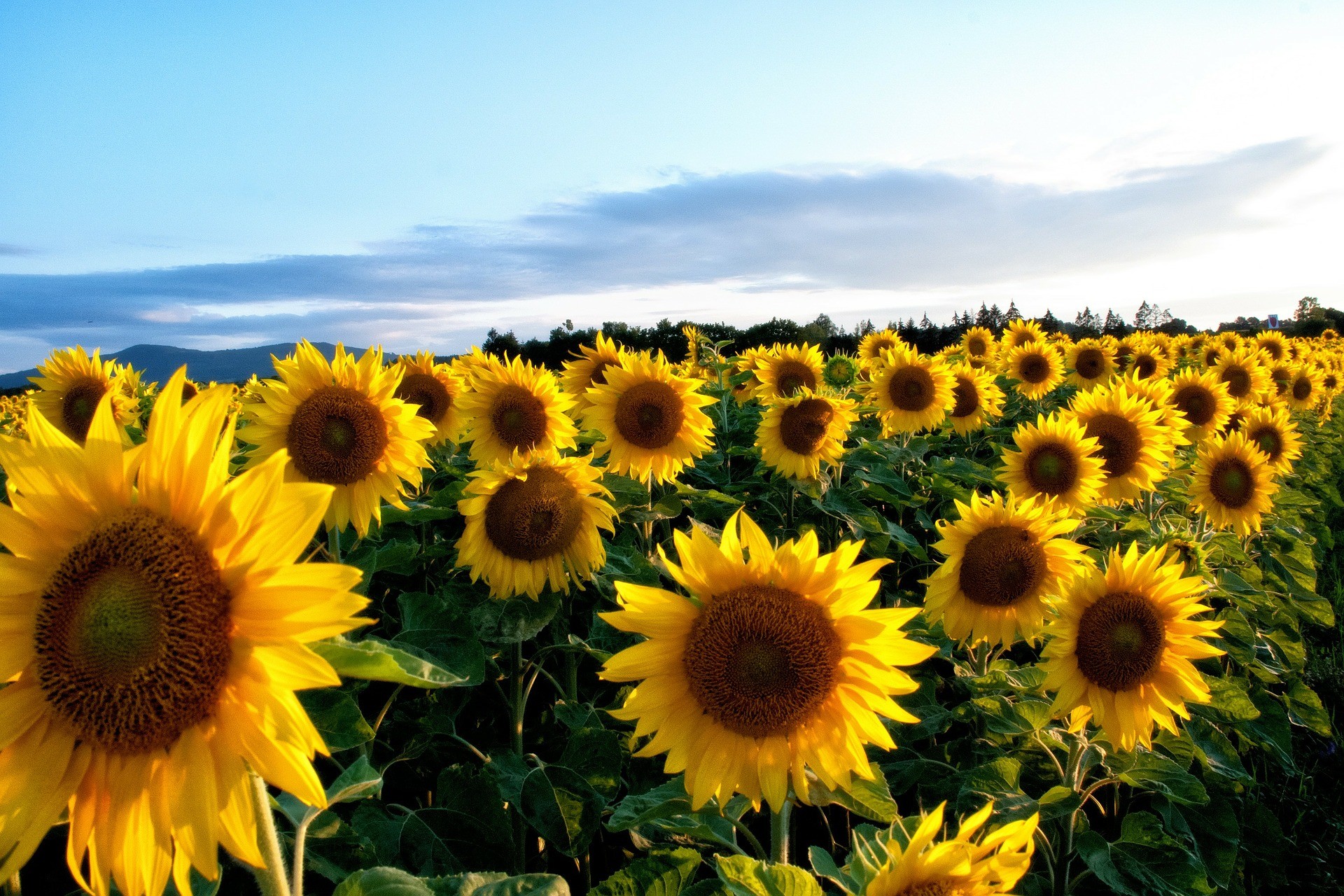 Mejores fondos de pantalla de girasol HD # 72576 fondo de pantalla | Descargar HD Wallpaper