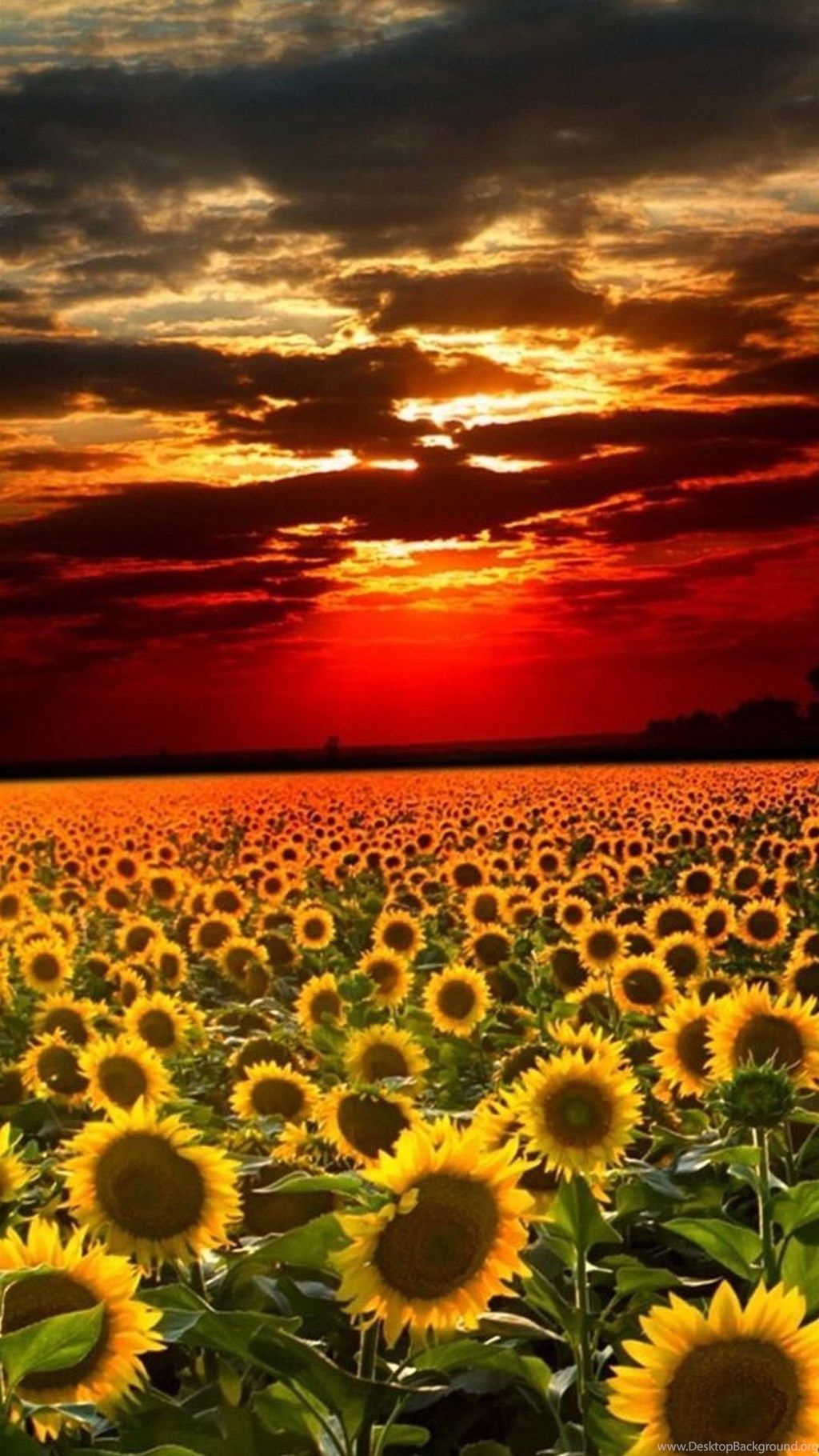 Girasol Campo Nubes Cielo Girasoles Naturaleza Hd Fondos de pantalla Impresionante