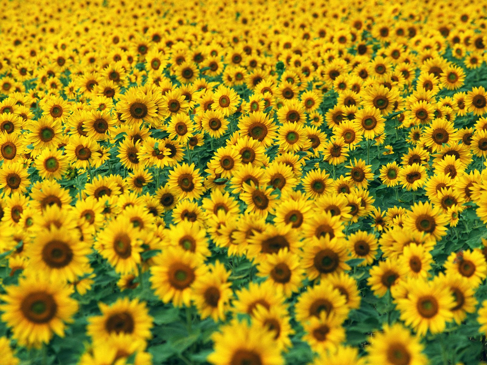 Papel pintado girasol | 1600x1200 | # 42542