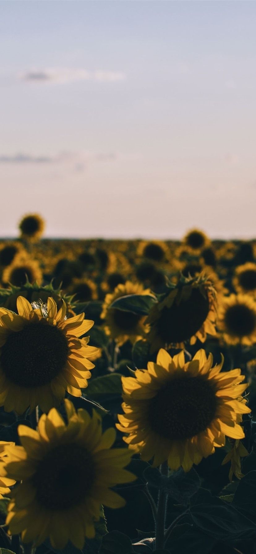 Fondos de pantalla Campo de girasoles en la noche 3840x2160 UHD 4K Imagen, Imagen