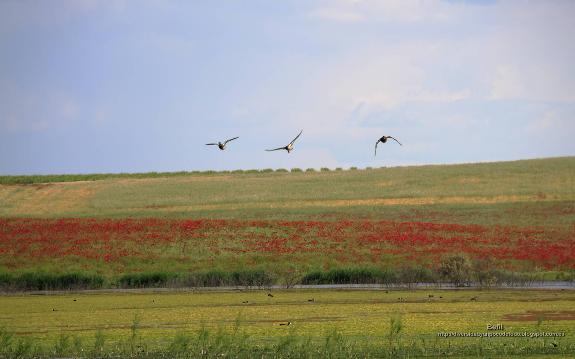 Fondo de pantalla de  1920x1200