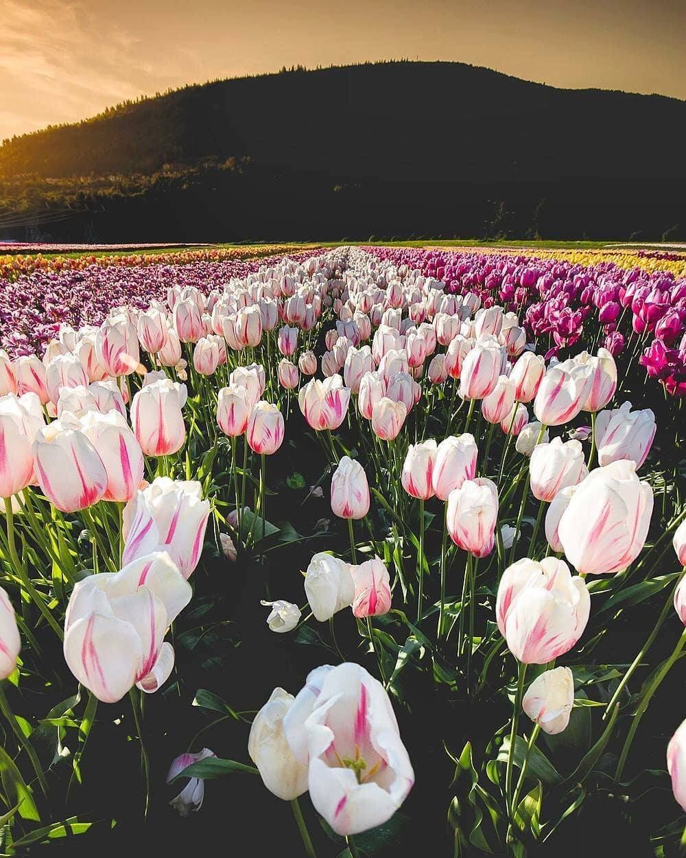 Fondo de pantalla de  1000x1250