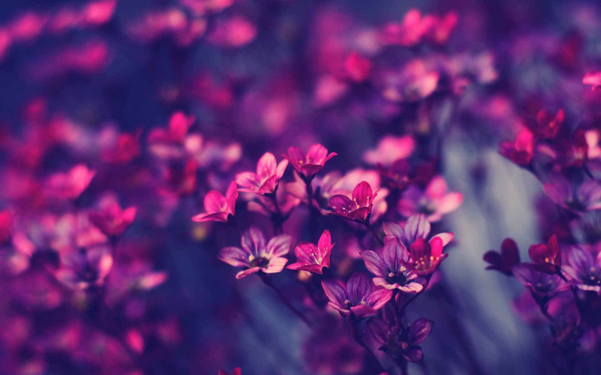 30 fondos de pantalla de color púrpura HD