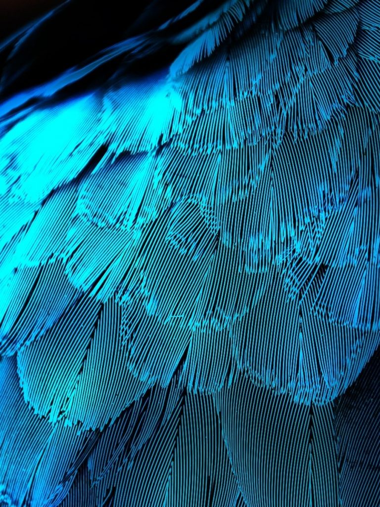Fondo de pantalla   768x1024