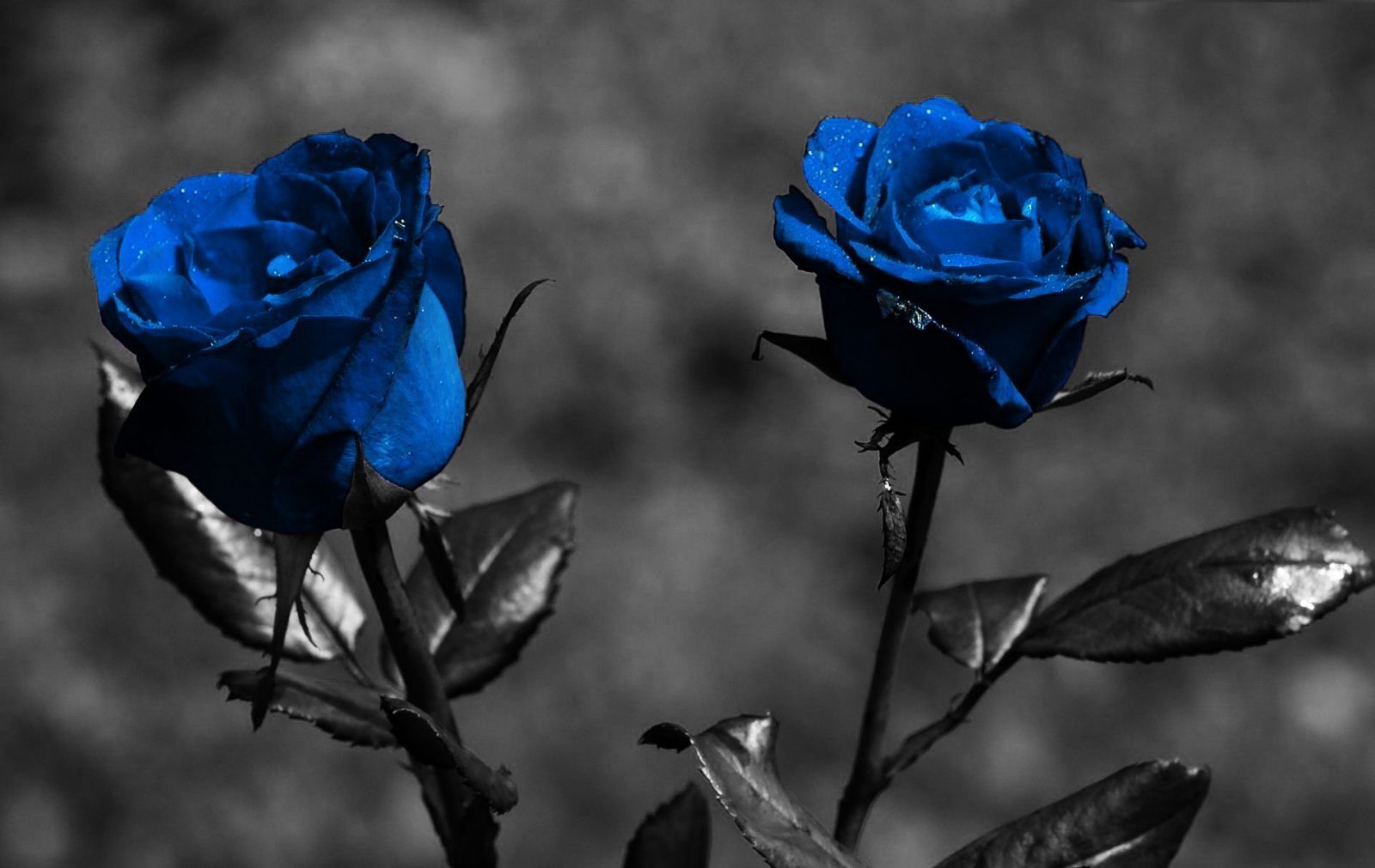 Fondo de pantalla   1600x1011