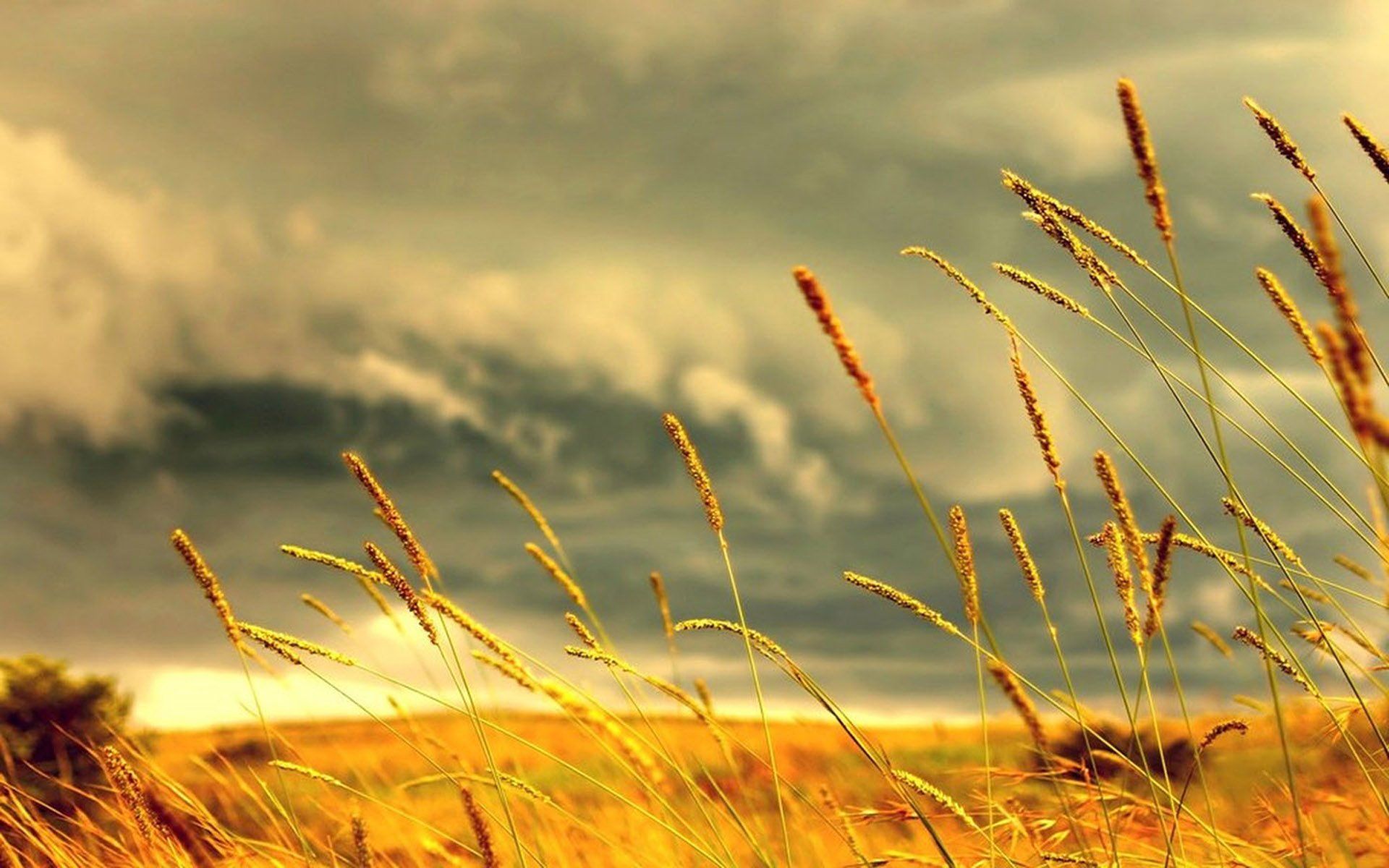 Fondo de pantalla de  1920x1200