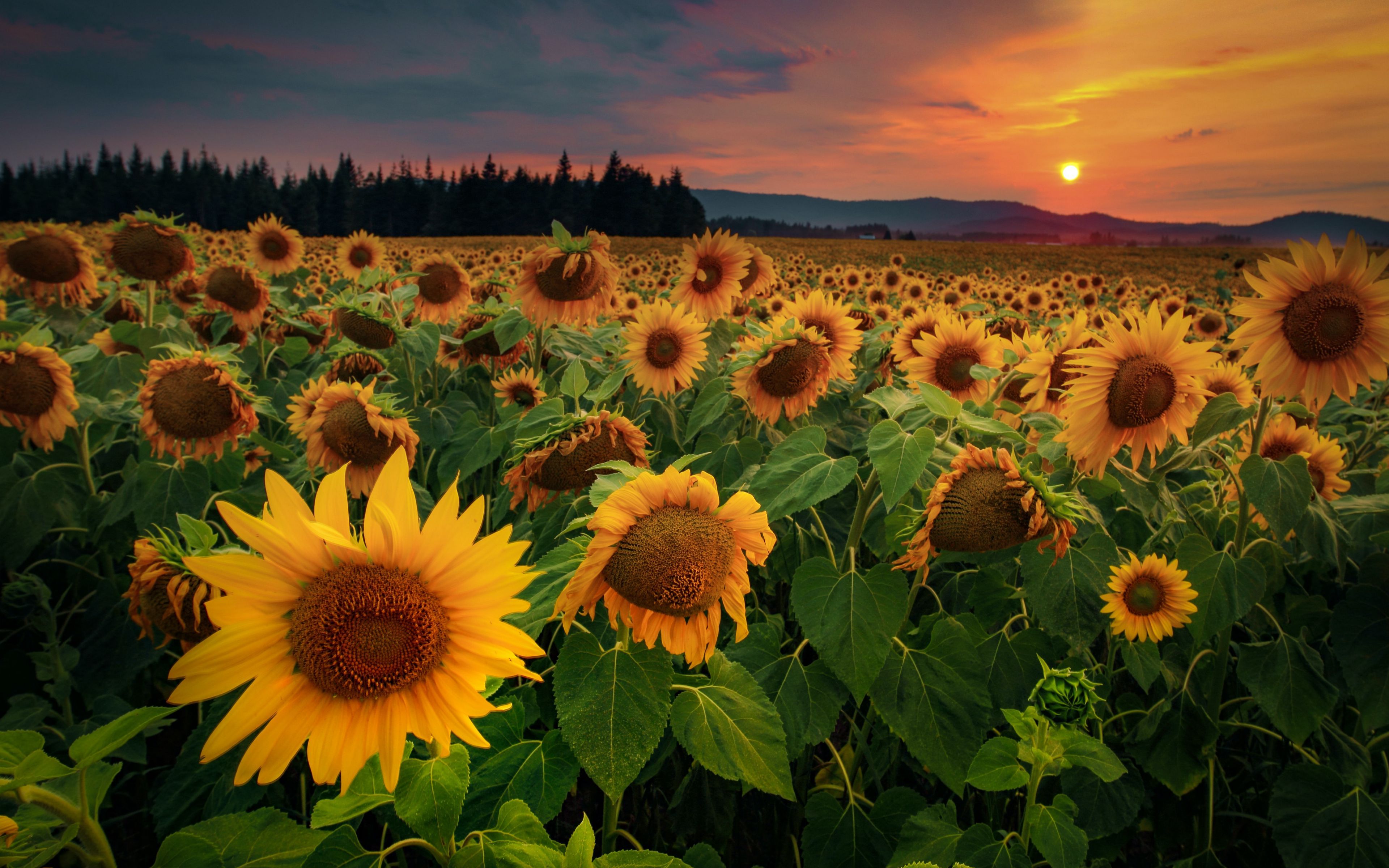 Fondo de pantalla de  3840x2400