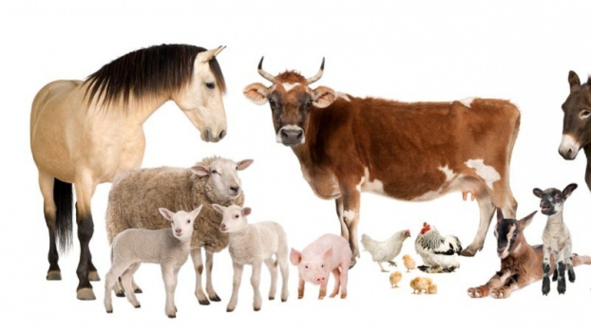 Fondo de pantalla de  1920x1080