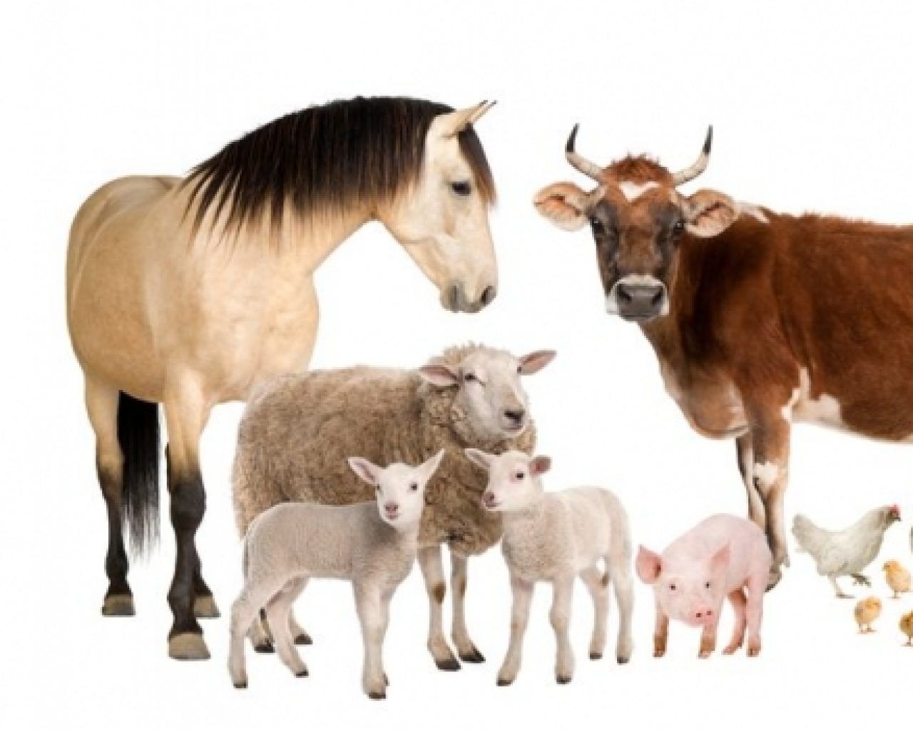 Fondo de pantalla de  1280x1024