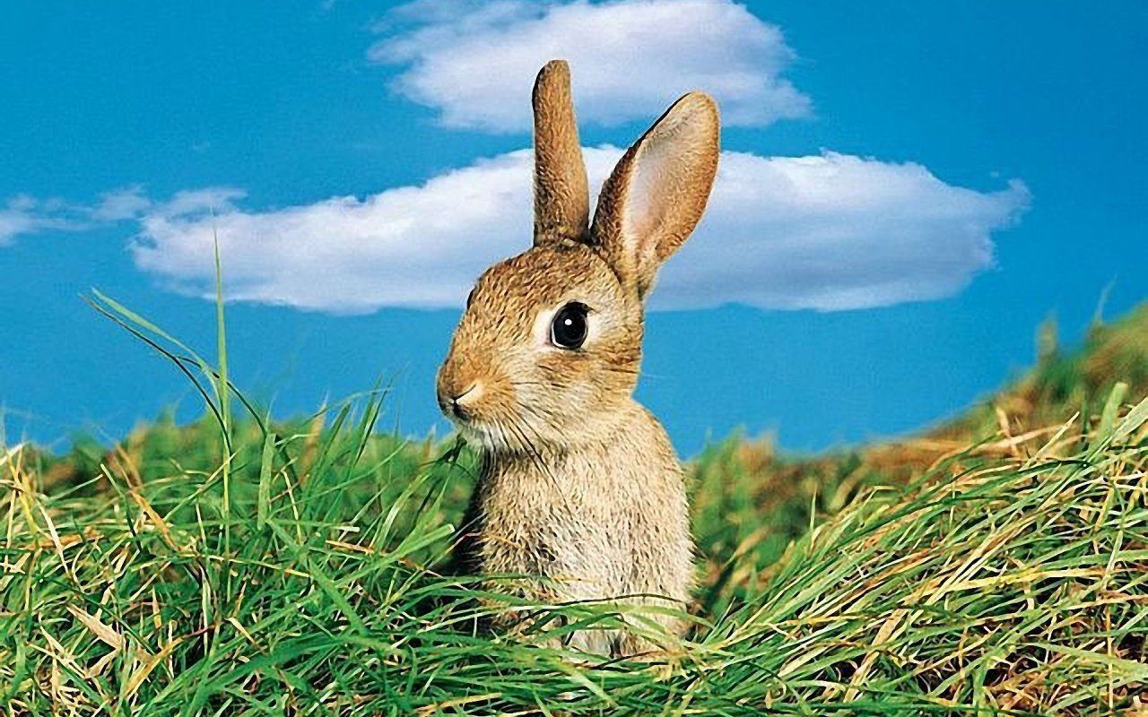 Fondo de pantalla de  1280x800