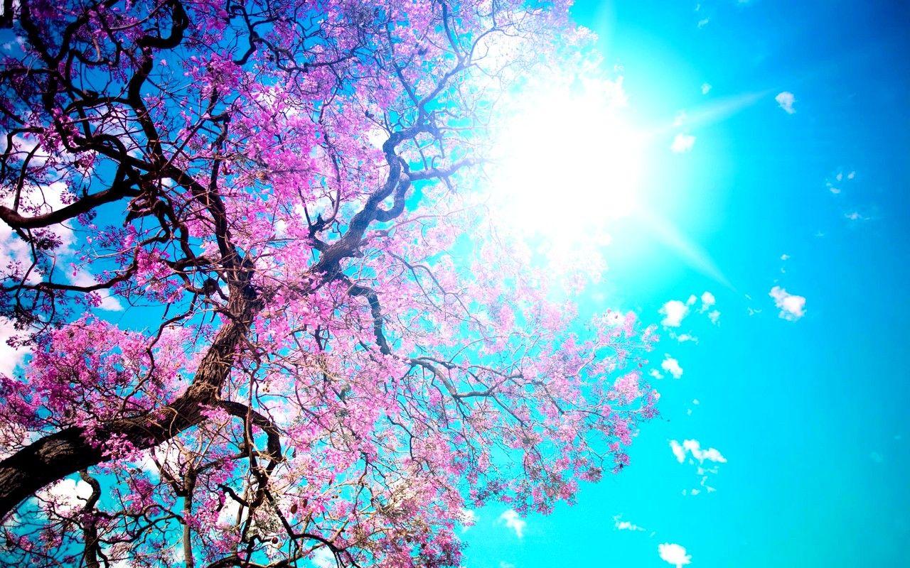 Fondo de pantalla de  1280x800