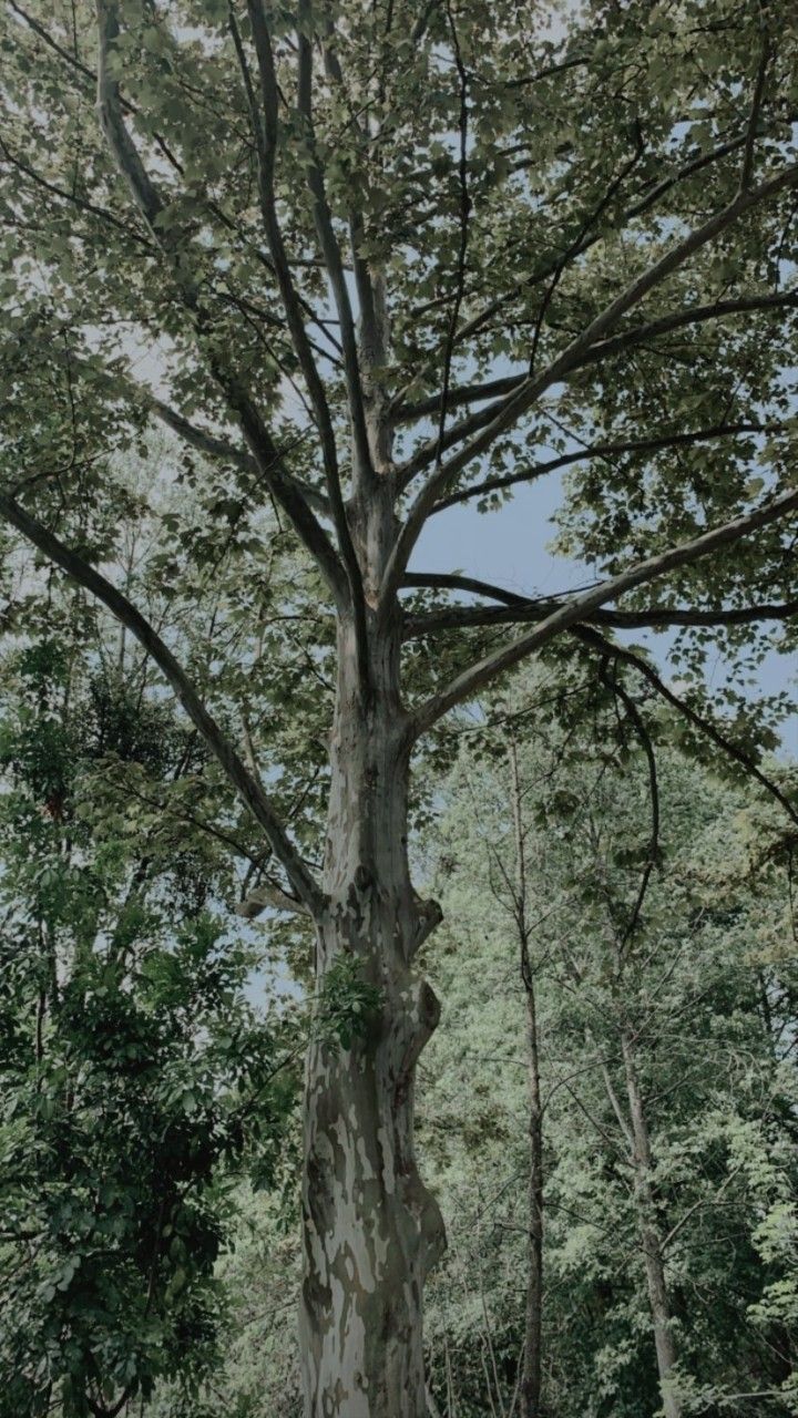 Fondo de pantalla de  720x1280