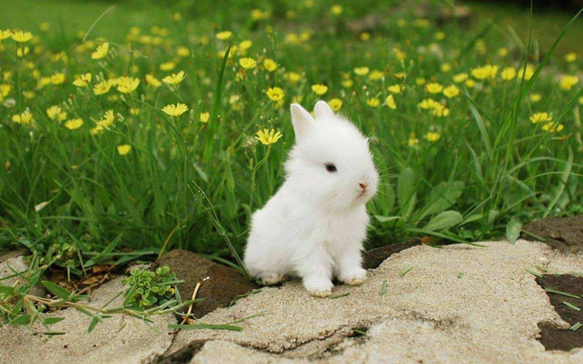 Más de 65 fondos de pantalla de White Rabbit