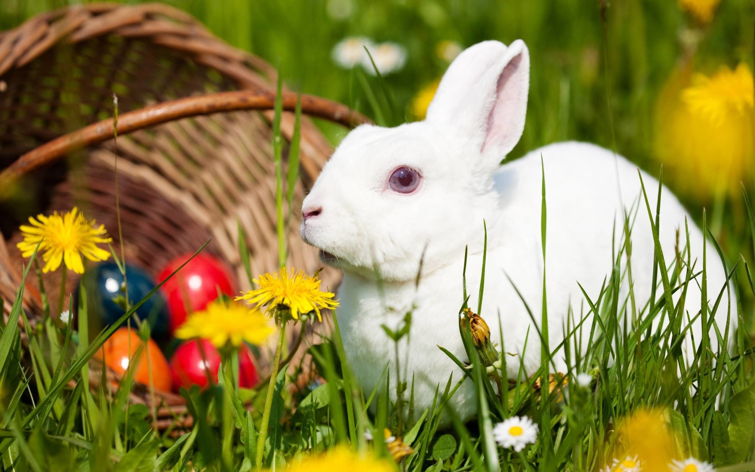Rabbit Wallpapers for Desktop (más de 65 imágenes)